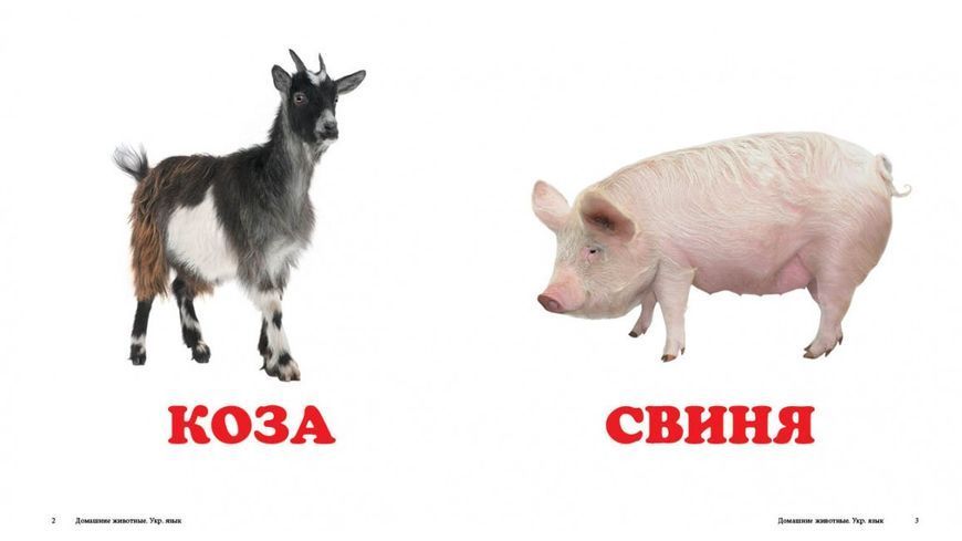 Книжка-малятко Свійські тварини | Навколишній світ | Пегас 86721 фото