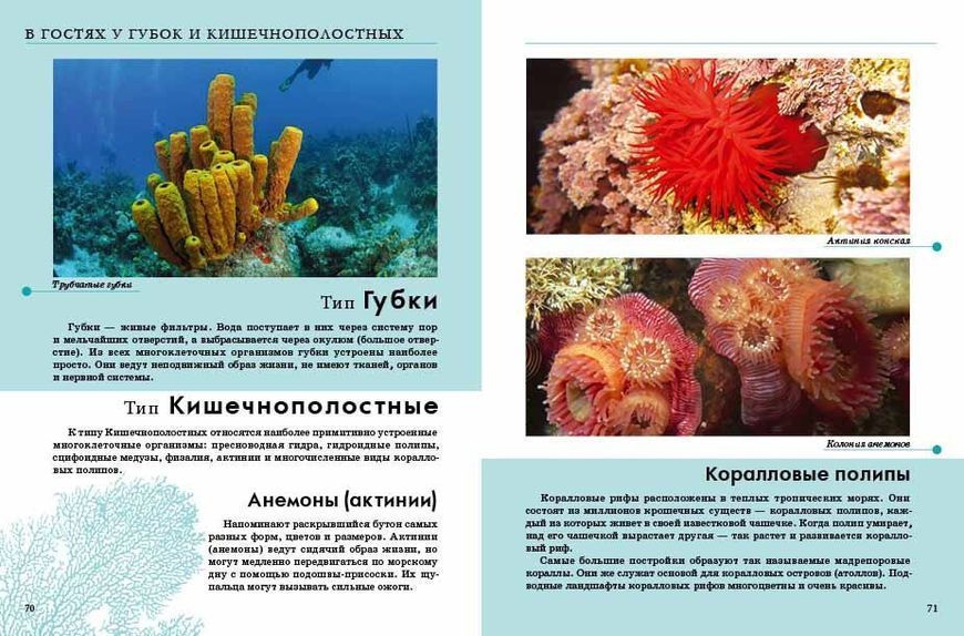 Энциклопедия для любознательных Насекомые (Р) 97820 фото