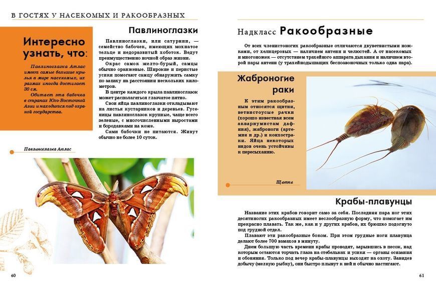 Энциклопедия для любознательных Насекомые (Р) 97820 фото