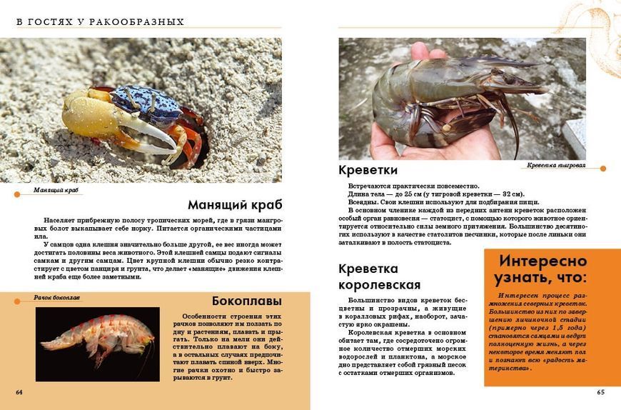 Энциклопедия для любознательных Насекомые (Р) 97820 фото