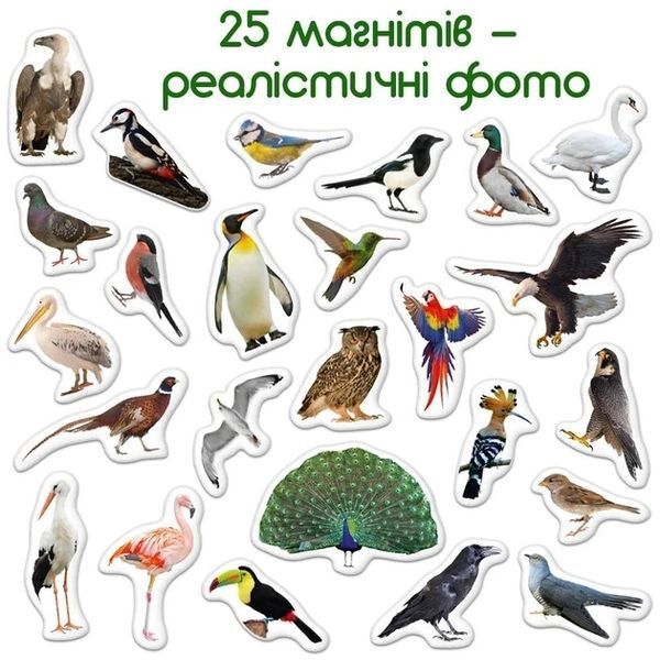 Набір магнітів для дітей Magdum Птахи англійською мовою (25 штук) ML4031-30 129149 фото