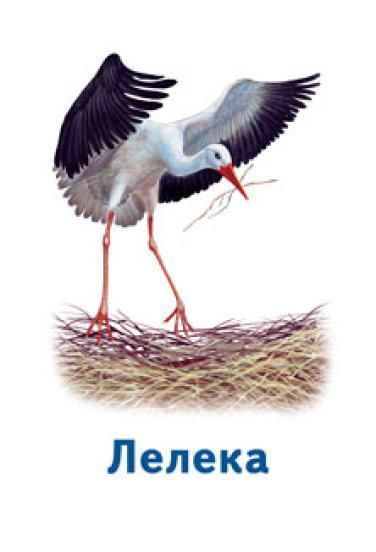 Розвиваючі Ігри Парочки. Світ тварин | Ранок 123506 фото