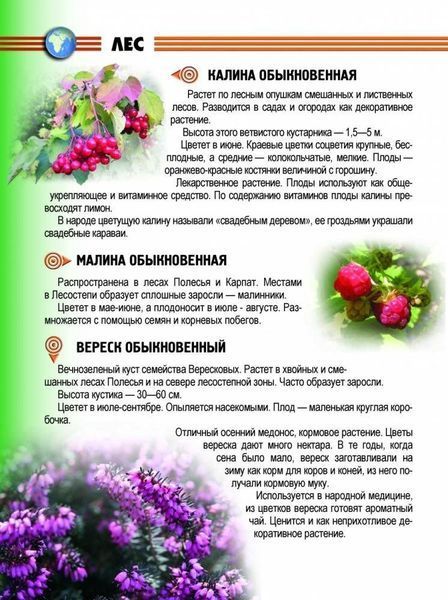 А5 Енц. для допит: Растения и животн Ук (Р) 74221 фото