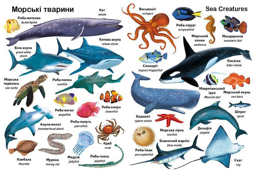ПСМ Первые слова Животные малыша+англ 110405 фото