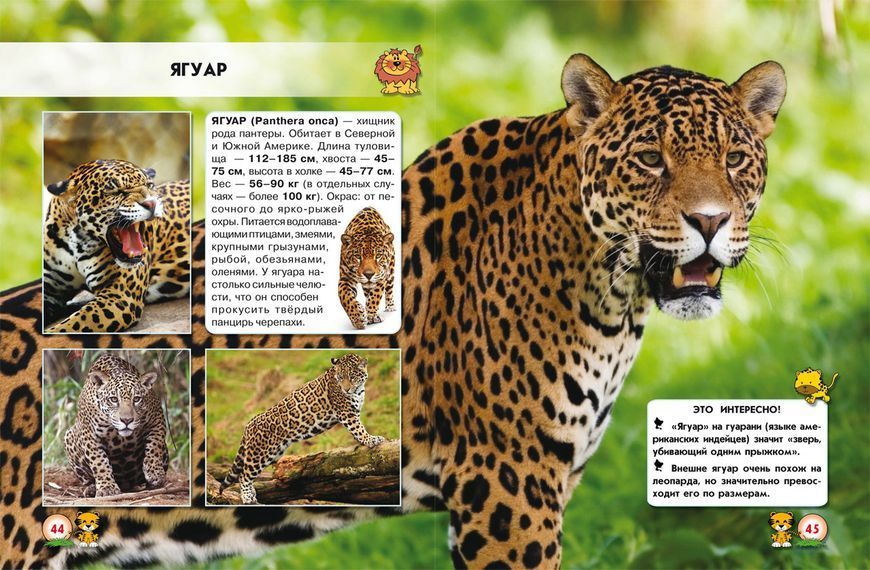 Книга Мир вокруг нас. Большие кошки | фотоэнциклопедия Бао 81500 фото